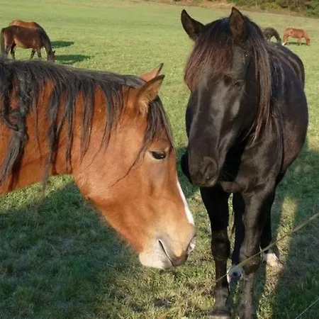 Guest Comfort Casa vacanze Vesser