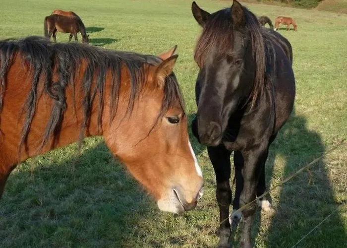 Guest Comfort Casa vacanze Vesser